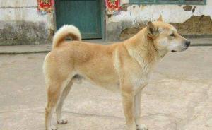 為給孕婦補營養(yǎng)，淮南父子倆見狗就殺一上午毒殺八條狗