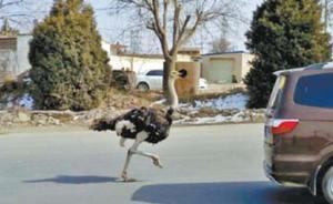 甘肅榆中鴕鳥(niǎo)“逛大街”逼停車輛