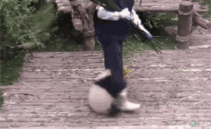 為什么大熊貓“奇一”不愛(ài)竹子愛(ài)大腿