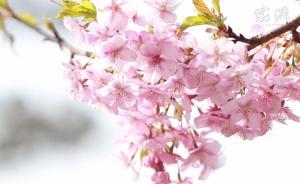 上海史上最暖冬天的“春景”：梅花早櫻白玉蘭提前一周盛放