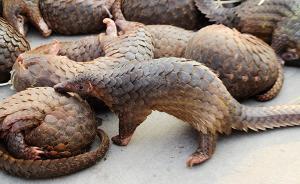 全国人大代表张伯礼：野生动物入药得兼顾“人道”与“兽道”