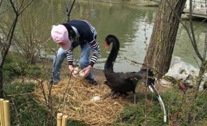 扬州瘦西湖天鹅蛋被摔踩涉事游客今日凌晨到案，仅15岁