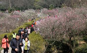 暖冬熏得春花“扎堆”開放，全國賞花旅游旺季提前半月到來