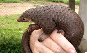 代表谈“食用穿山甲事件频发”：应打击由食用到买卖犯罪链条