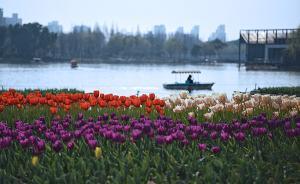 上海發(fā)起首輪入春沖刺，“催生”200萬株郁金香本周亮相