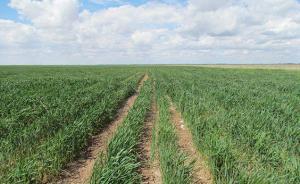 新疆退牧还草：今年将建1163.6万亩草场围栏