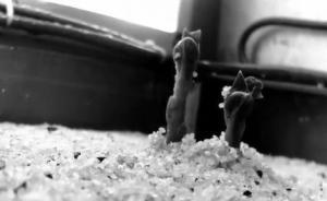 《火星救援》沒瞎編：土豆真發(fā)芽了