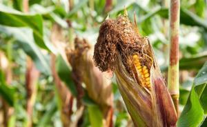 讓霉菌不產(chǎn)生黃曲霉毒素，轉(zhuǎn)基因玉米用基因靜默關(guān)掉制毒開關(guān)