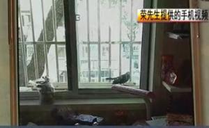 乌鸫每天准时敲窗，专家：好奇心重