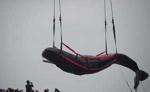 擱淺抹香鯨或因聲納出問(wèn)題，將制標(biāo)本