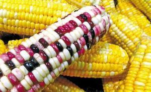 科技部副部長調(diào)研轉(zhuǎn)基因重大專項：已具備參與國際競爭的能力