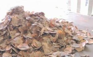 上海海關(guān)查獲3.1噸進(jìn)口穿山甲鱗片：至少來自5千只穿山甲