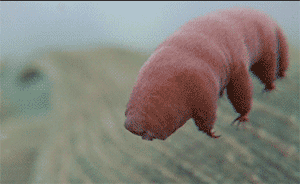 真空中被輻射十天還能繁衍，地球最強生物水熊蟲有“金鐘罩”