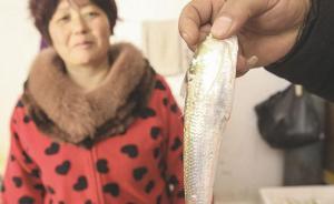 刀魚成了奢侈品催生新行當(dāng)：“刀魚經(jīng)紀人”一季能賺30萬