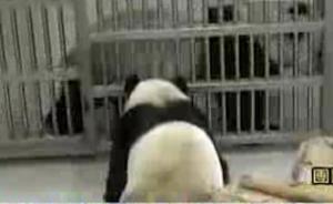 贈臺大熊貓團團圓圓完成人工授精