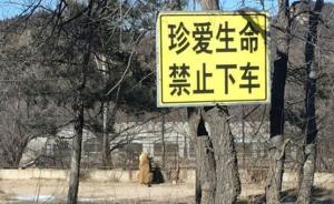又有人在猛獸區(qū)下車，血的教訓(xùn)還叫不醒