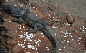 新闻点丨海龟撑死温泉变色，都是硬币惹的祸