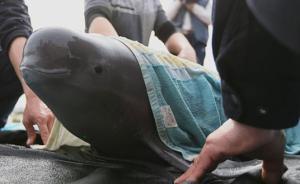 4頭鄱陽湖江豚8人照料,坐“軟臥”日行千里遷居湖北