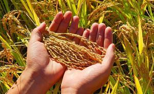 國(guó)家糧食局公告:暫緩2017年中央儲(chǔ)備糧代儲(chǔ)資格認(rèn)定工作