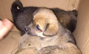 流浪狗成校宠，浙江财大建“救助小队”微信群发动同学献爱心