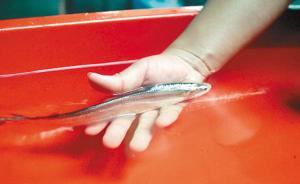 野味與馴化:禁捕規(guī)劃下的刀魚季