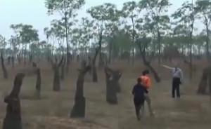 千余棵古棗樹遭粗暴移栽兩年沒發(fā)芽