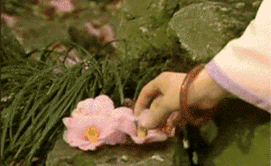 當(dāng)中國(guó)傳統(tǒng)生死觀，遭遇花葬、樹葬、海葬等生態(tài)葬法