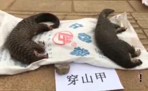云南销毁穿山甲等野生动物死体及制品