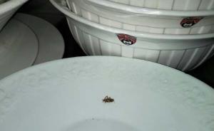 俏江南后厨再曝黑幕：老鼠屎遍布，死蟑螂卧餐盘三天无人处理