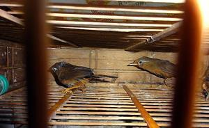 江西破獲獵捕販賣畫眉鳥案：涉及販賣畫眉鳥近萬只，8人落網