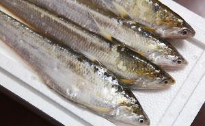 媒体：7800一斤天价，刀鱼之困是长江鱼类资源枯竭的缩影