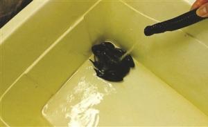 待宰牛蛙开口“叫妈”，或是声带变异