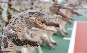 城事｜廣西查獲鱷魚制品，南京倒春寒醫院患兒大增