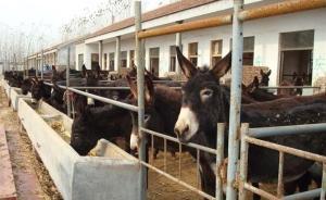 中國人全球買驢皮是“技”窮，應(yīng)優(yōu)化基因研發(fā)“超級驢”解困