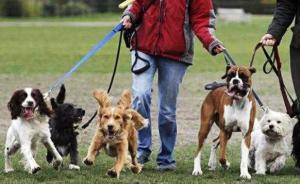 中青報：超七成受訪者支持“養(yǎng)犬積分制”，系繩也是保護(hù)狗狗