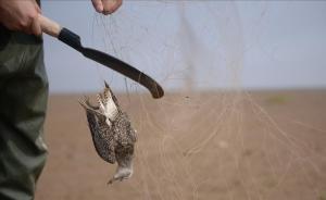 广西一男子诱捕20只野生鸟类，获刑6个月并处罚金两千元