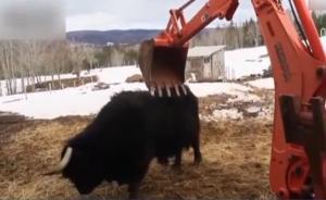 大黑牛身上癢，把挖掘機(jī)當(dāng)癢癢撓