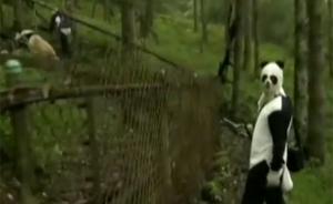 體驗(yàn)熊貓飼養(yǎng)員，一天準(zhǔn)備6頓飯