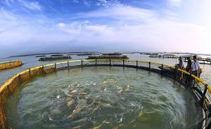 孔雀石綠被禁15年后，替代物“美婷”獲頒水產(chǎn)用新獸藥證書