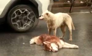 狗狗意外被撞身亡，同伴守护不愿离开