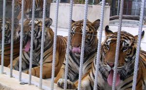 觀海解局：給令計劃送錢的4只大老虎，現(xiàn)在都咋樣了？