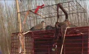 濟(jì)南野生鳥地下交易鏈：保護(hù)動(dòng)物也敢賣