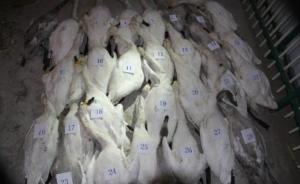 內(nèi)蒙古正藍旗290只天鵝遭毒殺，9名涉案人員被提起公訴