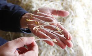 食藥監(jiān)總局強(qiáng)調(diào)“無根豆芽五毒俱全”是謠言，此前遭各地清查