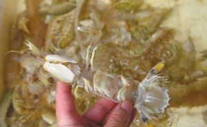 網(wǎng)絡視頻稱皮皮蝦遭人為注膠，專家：那是蝦黃、蝦膏