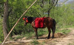 邯郸娲皇宫景区乱象后续：6处算命摊更煞风景