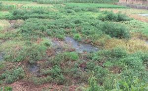 被养猪场搅翻的湖南村庄：村民举报井水农田受污染，矛盾难解