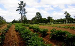 城市案例｜緩解城市貧困，圣保羅在城郊發展有機農業