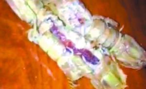 深圳食藥監(jiān)：網(wǎng)傳注膠皮皮蝦視頻系偽造，紅色塊狀物是性腺