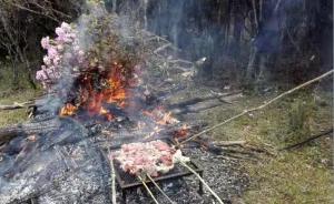 四川涼山“最美杜鵑花海”慘遭毒手：游客折下花枝點燃烤肉